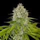 Power Kush - DINAFEM | TanieSianie.pl