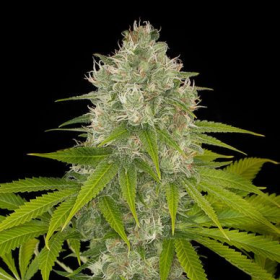 Power Kush - DINAFEM | TanieSianie.pl