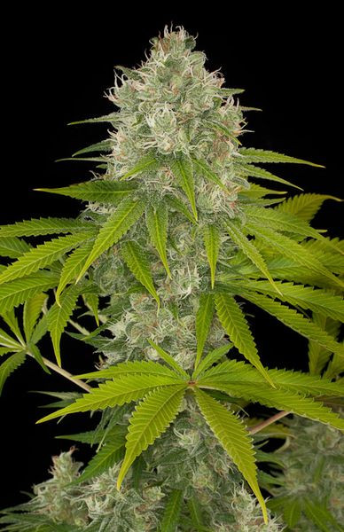 Power Kush - DINAFEM | TanieSianie.pl