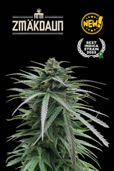 Zmäkdaun - SEED STOCKERS | TanieSianie.pl