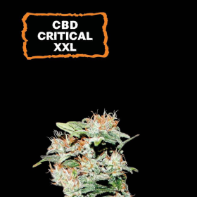 CBD Critical XXL Auto - SEED STOCKERS | TanieSianie.pl