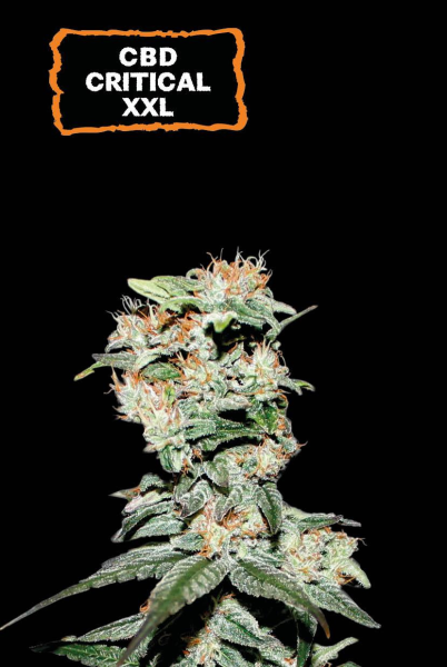 CBD Critical XXL Auto - SEED STOCKERS | TanieSianie.pl