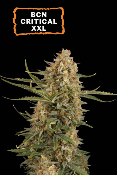 BCN Critical XXL Auto - SEED STOCKERS | TanieSianie.pl