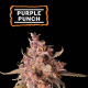 Purple Punch Auto - SEED STOCKERS | TanieSianie.pl