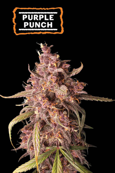 Purple Punch Auto - SEED STOCKERS | TanieSianie.pl