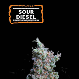 Sour Diesel Auto - SEED STOCKERS | TanieSianie.pl
