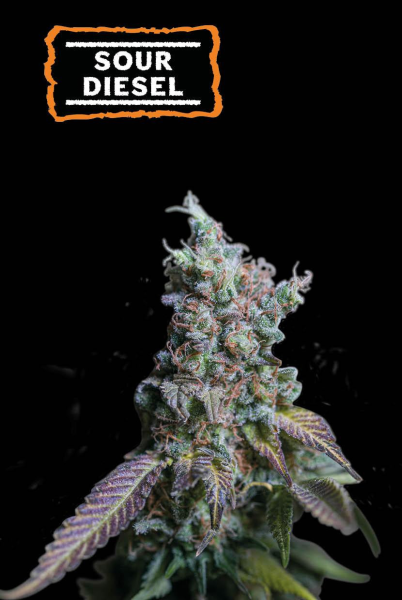Sour Diesel Auto - SEED STOCKERS | TanieSianie.pl