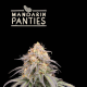 Mandarin Panties Auto - SEED STOCKERS | TanieSianie.pl