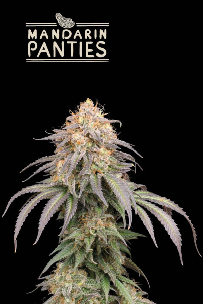 Mandarin Panties Auto - SEED STOCKERS | TanieSianie.pl