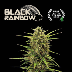 Black Rainbow Auto - SEED STOCKERS | TanieSianie.pl