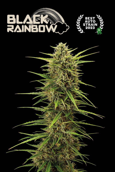 Black Rainbow Auto - SEED STOCKERS | TanieSianie.pl