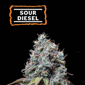 Sour Diesel - SEED STOCKERS | TanieSianie.pl