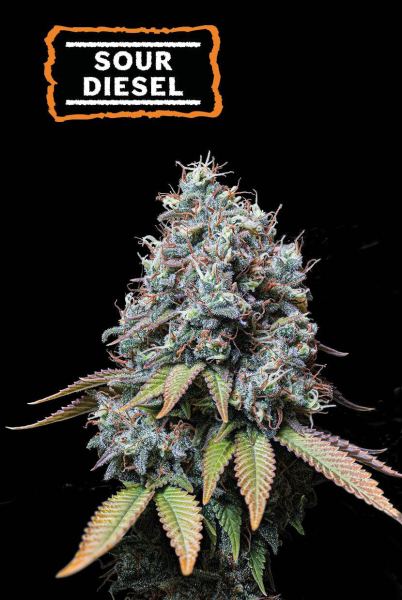 Sour Diesel - SEED STOCKERS | TanieSianie.pl