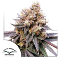 GMO FAST - DUTCH PASSION