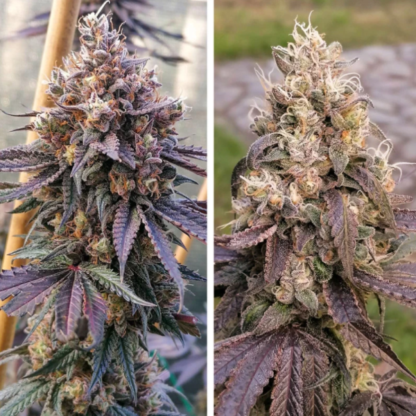 GMO FAST - DUTCH PASSION | TanieSianie.pl