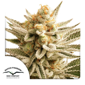 Lemon Z - DUTCH PASSION | TanieSianie.pl