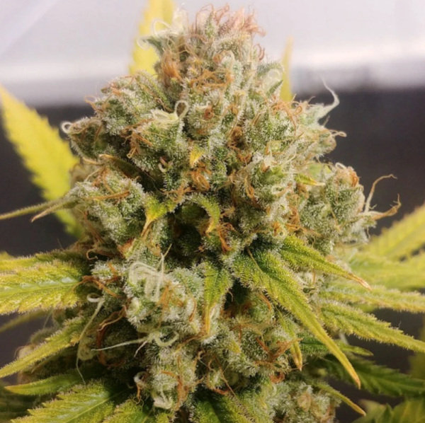 Lemon Z - DUTCH PASSION | TanieSianie.pl