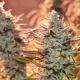 Lemon Z - DUTCH PASSION | TanieSianie.pl