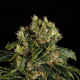 Santa Sativa - DINAFEM | TanieSianie.pl