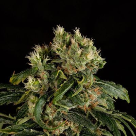 Santa Sativa - DINAFEM | TanieSianie.pl