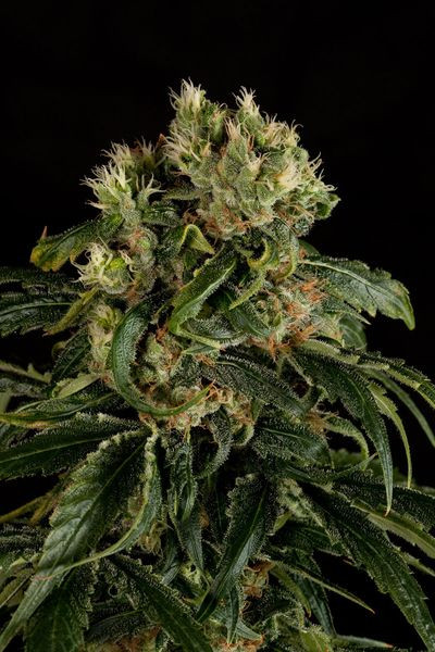 Santa Sativa - DINAFEM | TanieSianie.pl