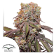 Auto Candy Bubatz XL - DUTCH PASSION | TanieSianie.pl