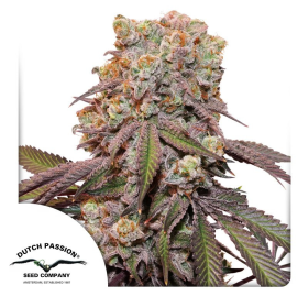 Auto Candy Bubatz XL - DUTCH PASSION | TanieSianie.pl