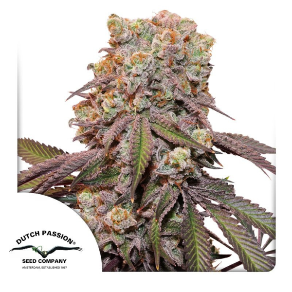 Auto Candy Bubatz XL - DUTCH PASSION | TanieSianie.pl