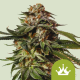 Special Queen #1 Auto - ROYAL QUEEN SEEDS | TanieSianie.pl