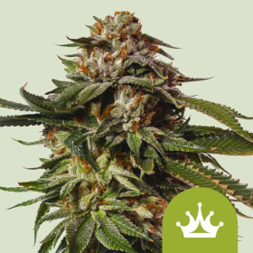 Special Queen #1 Auto - ROYAL QUEEN SEEDS | TanieSianie.pl