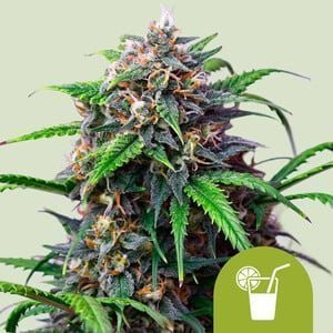 Purple Lemonade Auto - ROYAL QUEEN SEEDS | TanieSianie.pl