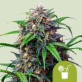 Purple Lemonade Auto - ROYAL QUEEN SEEDS