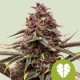 Pink Mist Auto - ROYAL QUEEN SEEDS | TanieSianie.pl