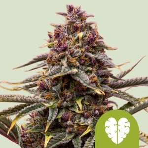 Pink Mist Auto - ROYAL QUEEN SEEDS | TanieSianie.pl
