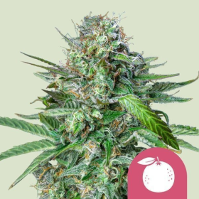 Tangie - ROYAL QUEEN SEEDS | TanieSianie.pl