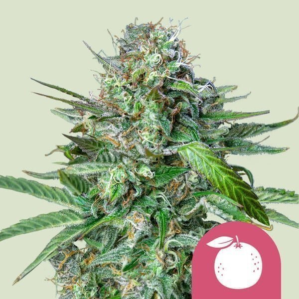Tangie - ROYAL QUEEN SEEDS | TanieSianie.pl