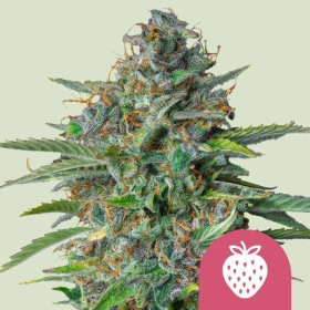 Strawberry Cough - ROYAL QUEEN SEEDS | TanieSianie.pl