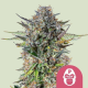 Pink Gorilla - ROYAL QUEEN SEEDS | TanieSianie.pl