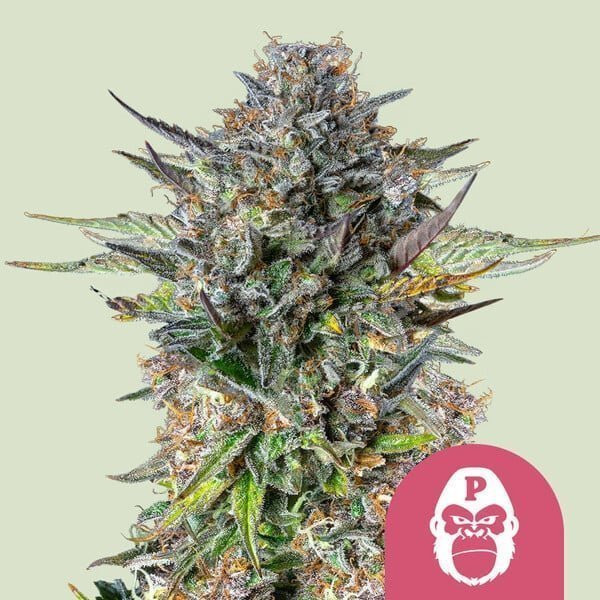 Pink Gorilla - ROYAL QUEEN SEEDS | TanieSianie.pl