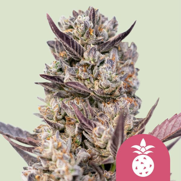 Tropicana Cookies Purple - ROYAL QUEEN SEEDS | TanieSianie.pl