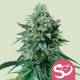 Forbidden Fruit - ROYAL QUEEN SEEDS | TanieSianie.pl