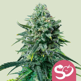 Forbidden Fruit - ROYAL QUEEN SEEDS | TanieSianie.pl