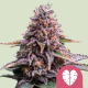 Pink Mist - ROYAL QUEEN SEEDS | TanieSianie.pl