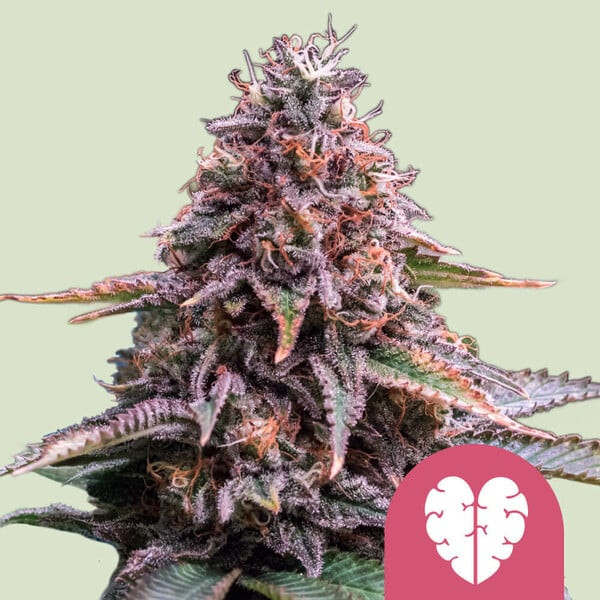 Pink Mist - ROYAL QUEEN SEEDS | TanieSianie.pl