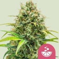 Lemon Skunk - ROYAL QUEEN SEEDS