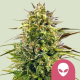 Alien OG - ROYAL QUEEN SEEDS | TanieSianie.pl