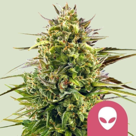 Alien OG - ROYAL QUEEN SEEDS | TanieSianie.pl