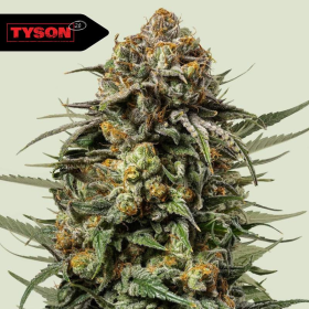 Gelato 44 - ROYAL QUEEN SEEDS X TYSON 2.0 | TanieSianie.pl