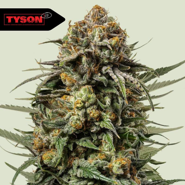 Gelato 44 - ROYAL QUEEN SEEDS X TYSON 2.0 | TanieSianie.pl
