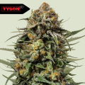 Gelato 44 - ROYAL QUEEN SEEDS X TYSON 2.0